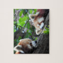 Search for red panda puzzles Pandas