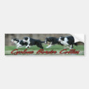 Search for border collie bumper stickers Agility