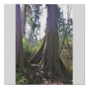 Search for tree roots canvas prints Forest