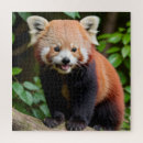 Search for red panda puzzles Animal