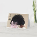 Search for shih tzu birthday cards Friend