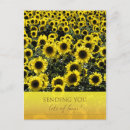 Search for sunflower postcards Field of sunflowers