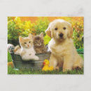 Search for golden retriever postcards Puppies