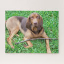 Search for coonhound puzzles Puppy