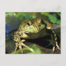 Search for frog postcards Nature