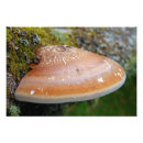 Search for bracket posters Fungi