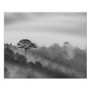 Search for black and white tree canvas prints Woodland
