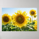 Search for 36x24 posters Sunflower