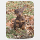 Search for dachshund blankets Dachsie