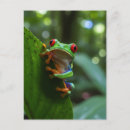 Search for frog postcards Travel