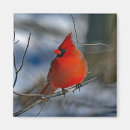 Search for photo of a cardinal Winter