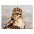 Search for red tail hawk art Wildlife