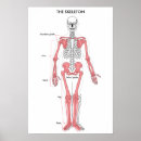 Search for human anatomy posters System