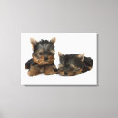 Search for yorkshire terrier canvas prints Full length