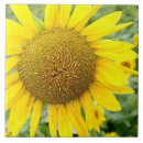Search for sunflower tiles Flowers