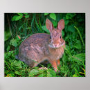 Search for rabbits photography posters bunny
