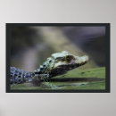 Search for rainforest posters Photography