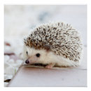 Search for hedgehog posters Nature