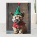 Search for norwich terrier Puppy