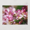 Search for apple postcards Blossoms