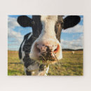 Search for cow puzzles Dairy farm
