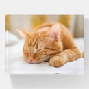 Search for cat paperweights Domestic animals
