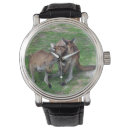 Search for kangaroo watches Wildlife