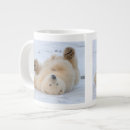 Search for bear mugs Wildlife