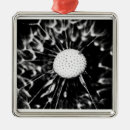 Search for dandelion ornaments Weed
