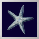 Search for seashell posters Coastal
