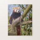 Search for red panda puzzles Ailurus fulgens