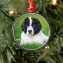 Search for newfoundland dog ornaments Landseer