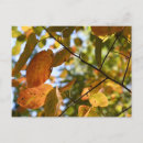 Search for fall postcards Autumn