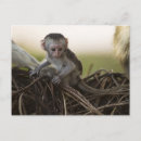 Search for kenya postcards Joe mcdonald