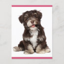 Search for havanese dog Puppy
