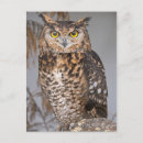 Search for owl postcards Animals