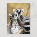 Search for madagascar postcards Primate