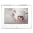 Search for ferret gifts adorable