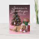 Search for golden retriever christmas cards Animal