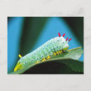 Search for insect postcards Green