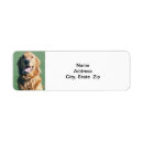 Search for golden retriever return address labels Dog