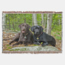 Search for chocolate lab blankets Pet