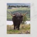 Search for scottish highland cow postcards Farm