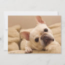Search for french bulldog thank you cards Animal