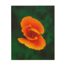 Search for california poppy art Bright