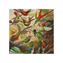 Search for hummingbird art Kunstformen der natur