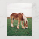 Search for draft horse Farm