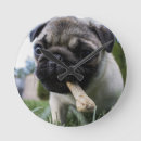 Search for pug clocks Pet