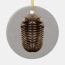 Search for fossil ornaments Geologist