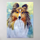 Search for sheltie puppy pets